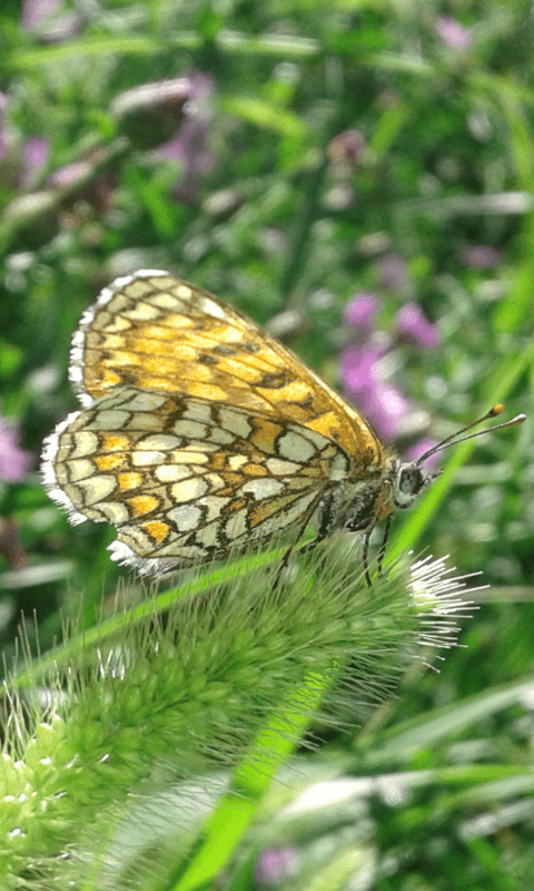 Nymphalidae : Melitaea athalia?